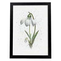 POSTER Schneeglöckchen 1 Im Nordischen Stil. A3 Rahmenlos - Klar, Papier (29.7/5/42cm) - Nacnic