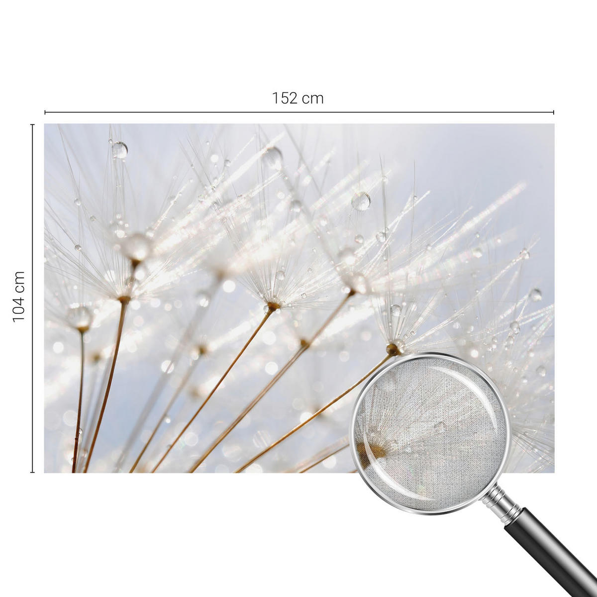 FOTOTAPETE 152x104 cm - Rosafarbener Löwenzahn - Weiß, Textil (152/104cm) - Wallfluent