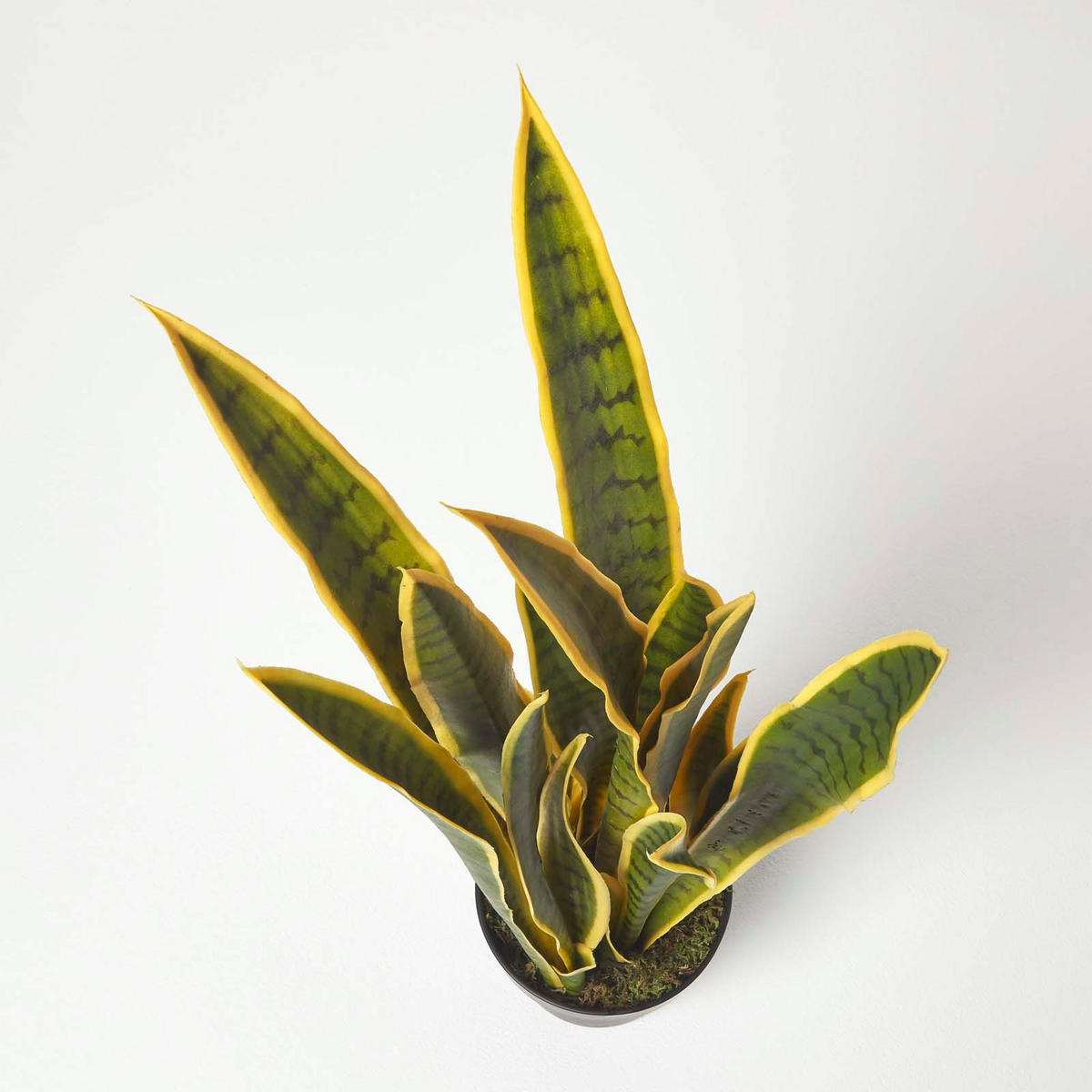 KUNSTPFLANZE Bogenhanf grün-gelb, 74 cm - Grün, Kunststoff (74cm) - Homescapes