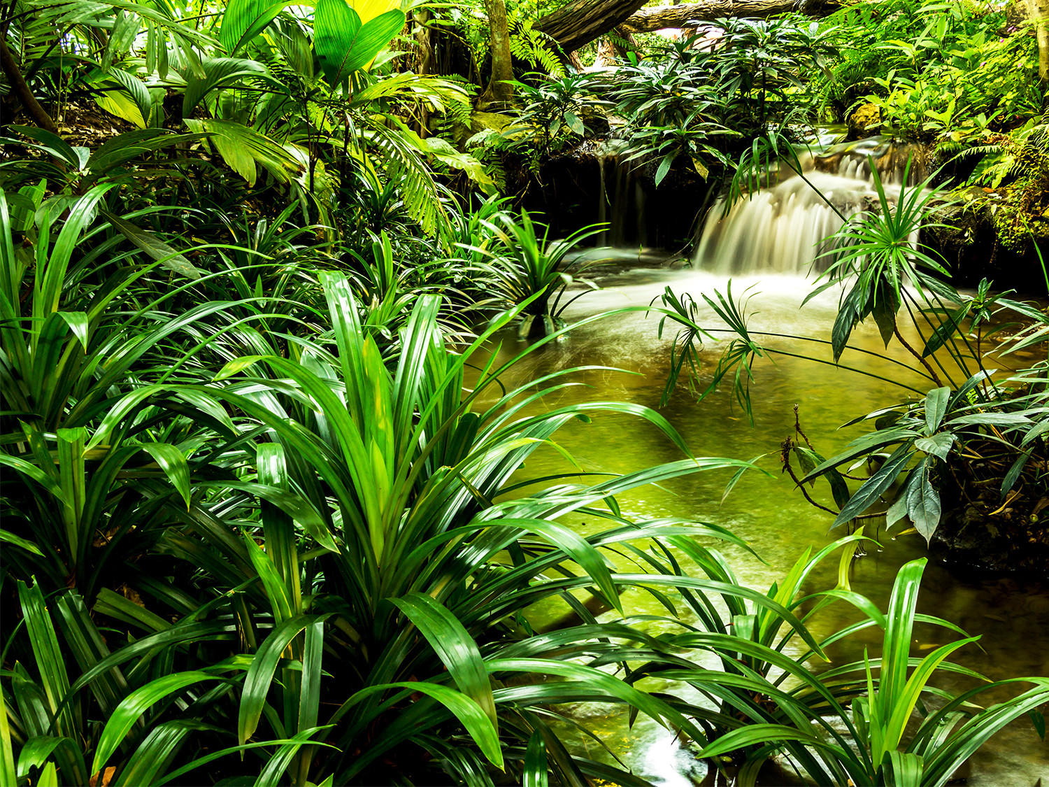 FOTOTAPETE Wasserfall 375 x 270 cm - Grün, Papier (375/270cm) - Sanders & Sanders