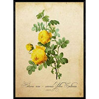 POSTER Gelb Hibiskus. A4 Rahmenlos - Klar, Papier (29.7/5/21cm) - Nacnic