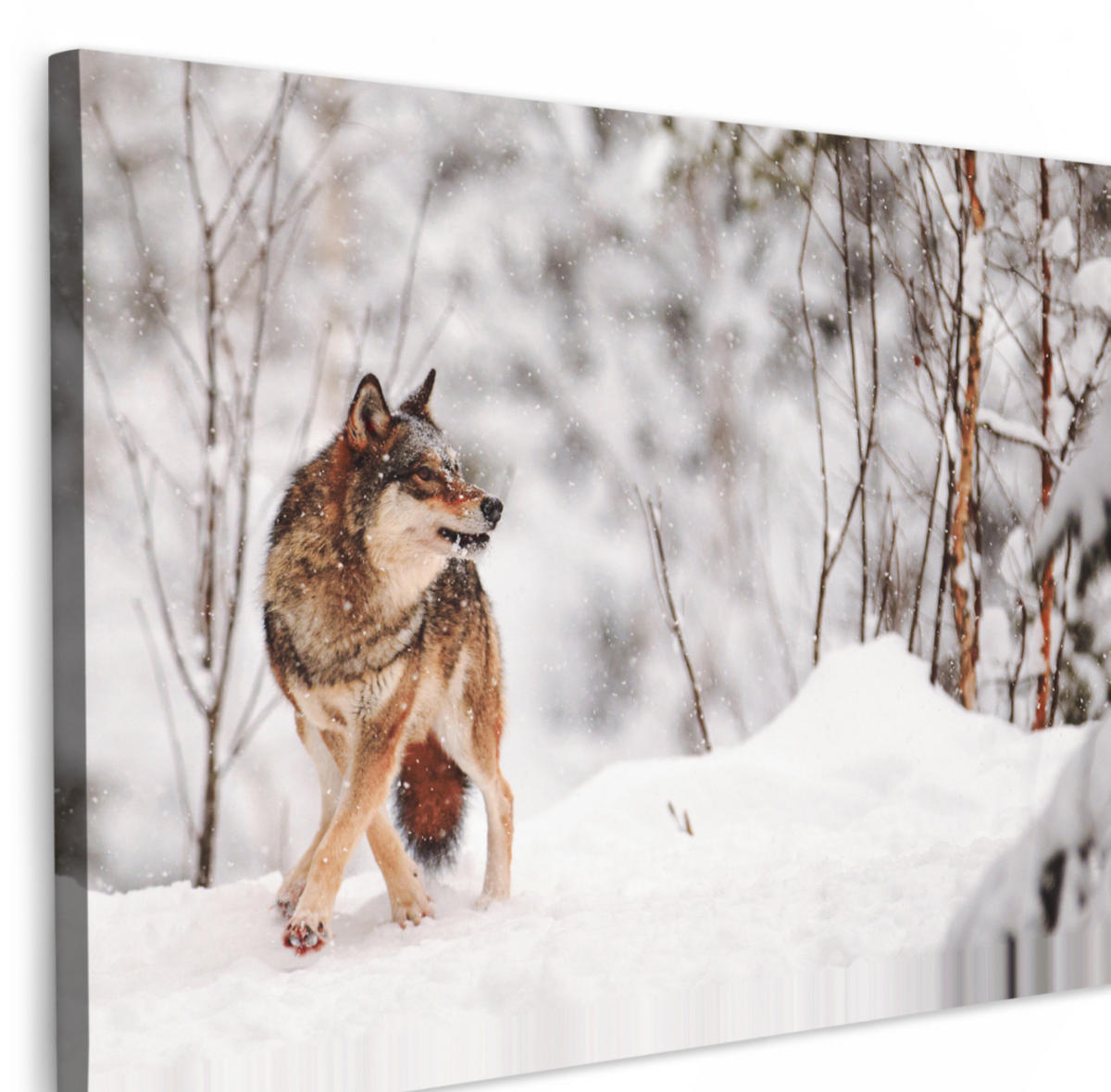 LEINWANDBILD Wolf - Winter - Schnee - Natur - Tiere Gemälde 60x40 cm - Haselnussfarben, Textil (60/40cm) - MuchoWow