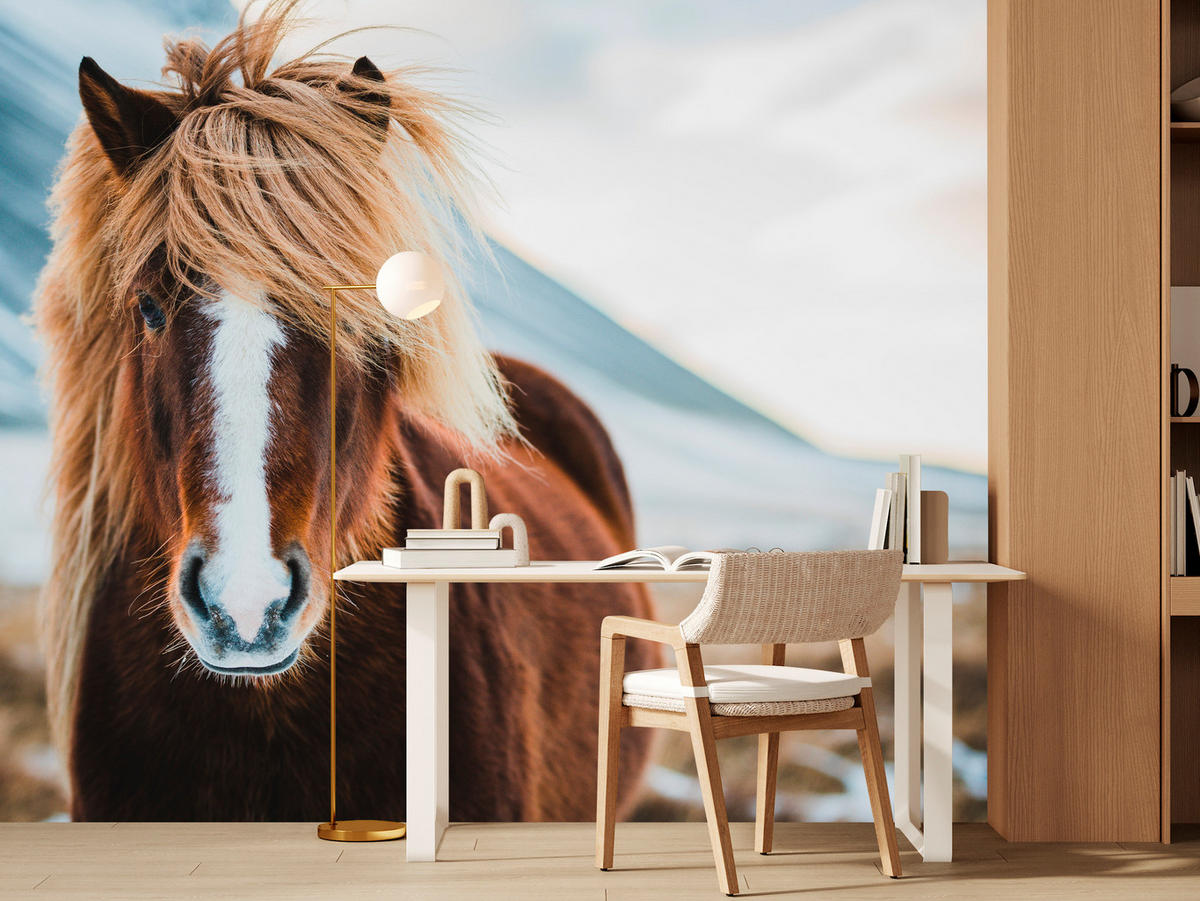 FOTOTAPETE für Schlafzimmer Isländisches Wildpferd Portrait Wiese 200x140 - Beige/Braun, Papier (200/140cm) - Muralo