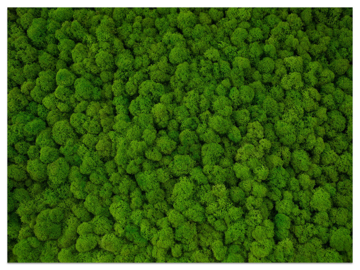 FOTOTAPETE für Jugendzimmer Dekorativer Grüner Moos Modern 200x140 - Grün, Papier (200/140cm) - Muralo