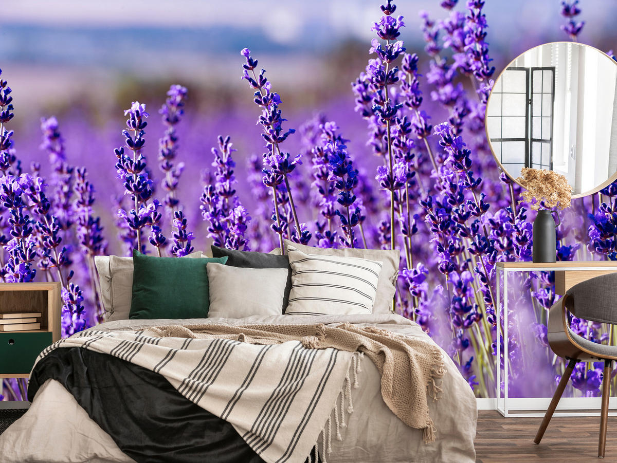 FOTOTAPETE für Schlafzimmer Lavendelfeld Blüten Provence 350x256 - Violett, Papier (350/256cm) - Muralo