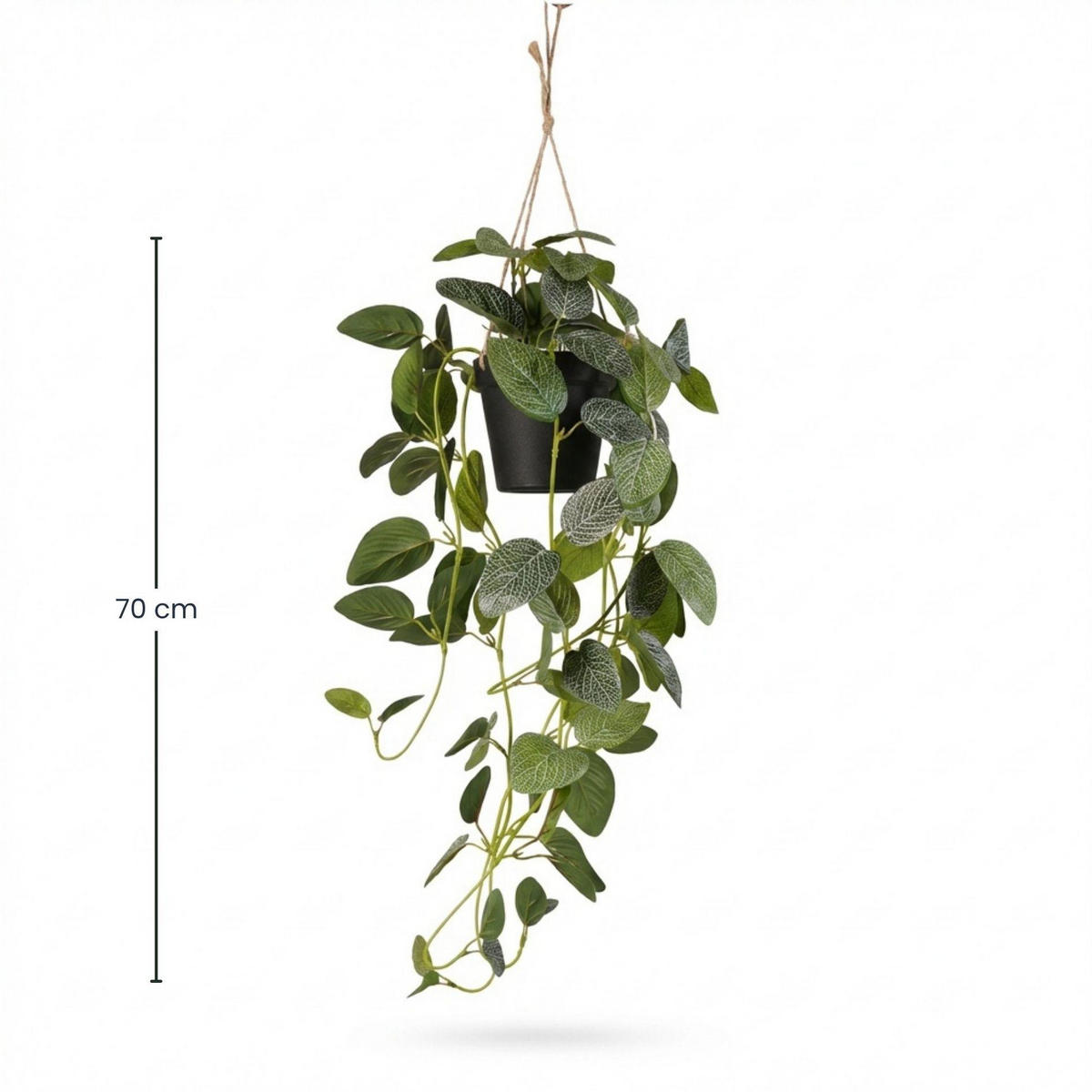 KUNSTPFLANZE Fittonia Haengepflanze im Topf 70cm - Schwarz/Grün, Kunststoff (70cm) - Trendhero
