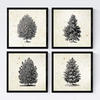 POSTER Set mit 4 Blättern der Hohe Bäume Jahrgang Hintergrund 20x20cm Rahmenlos - Klar, Papier (20/3cm) - Nacnic