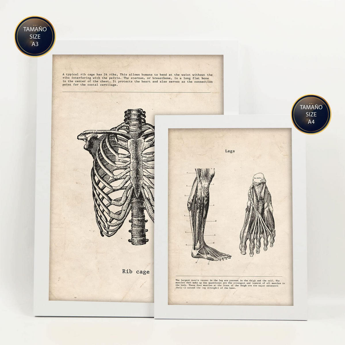POSTER Set Mit 6 Körperanatomie Größe A3 & A4 Weißer Rahmen - Weiß, Papier (29.7/1cm) - Nacnic