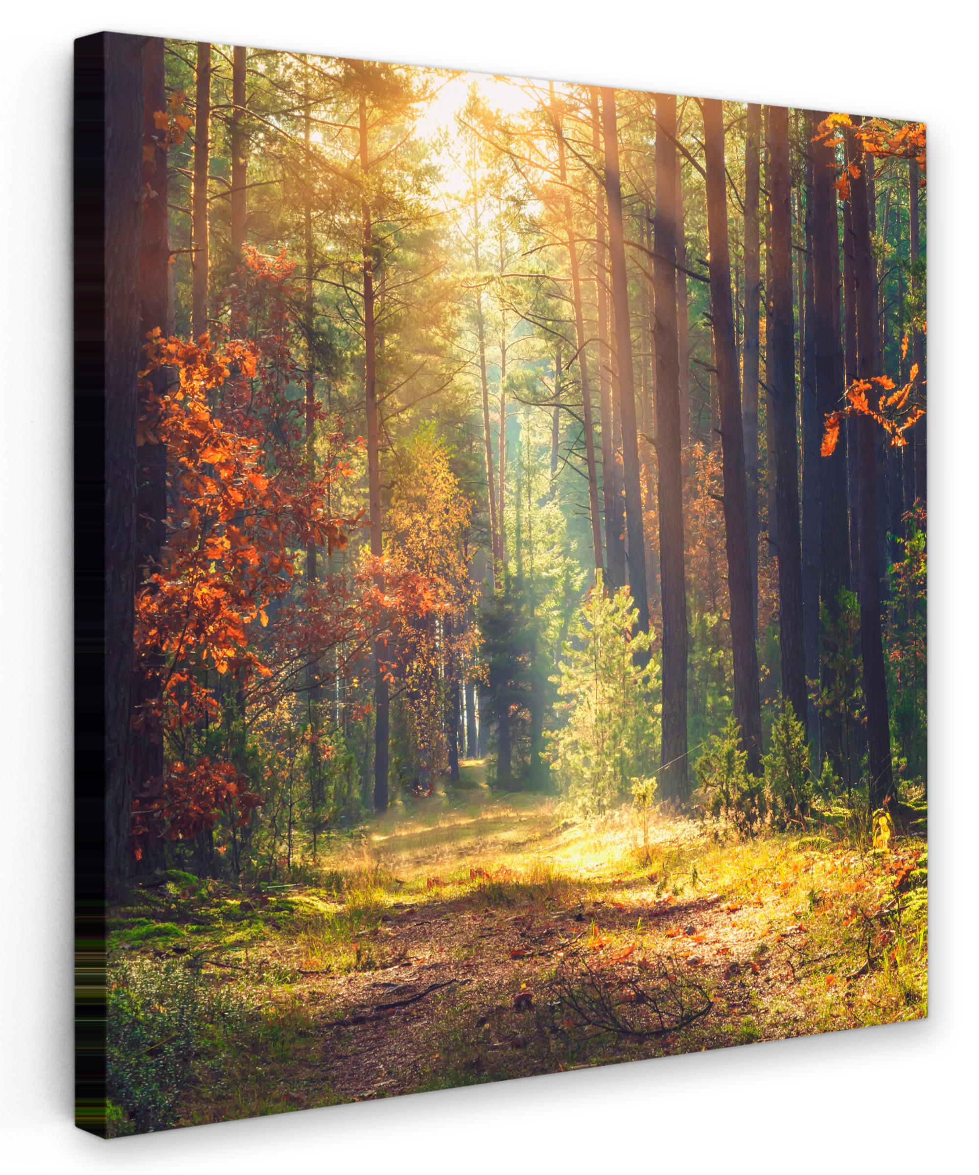 LEINWANDBILD Wald - Herbst - Bäume 90x90 cm - Dunkelgrün, Textil (90/90cm) - MuchoWow