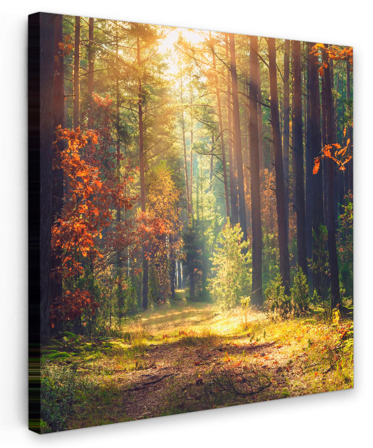 LEINWANDBILD Wald - Herbst - Bäume 20x20 cm - Dunkelgrün, Textil (20/20cm) - MuchoWow