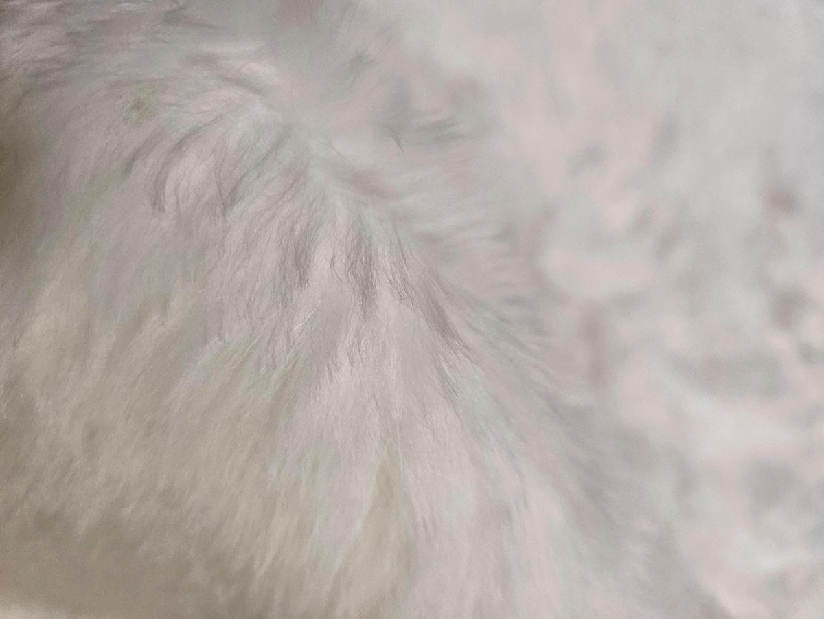 SCHAFFELL Skandinavisch Weiß mit braunen Punkten ca. 110 cm - Weiß/Braun, Fell (60/110cm) - Provellus