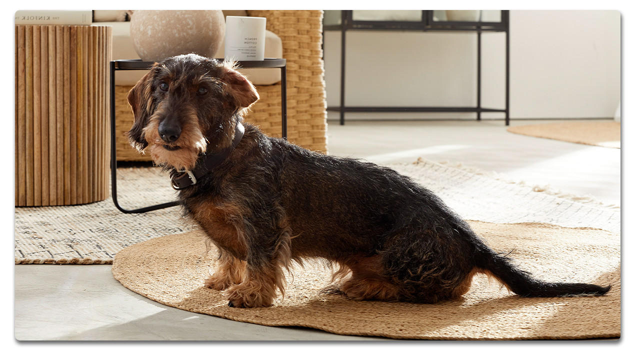 Ein Hund