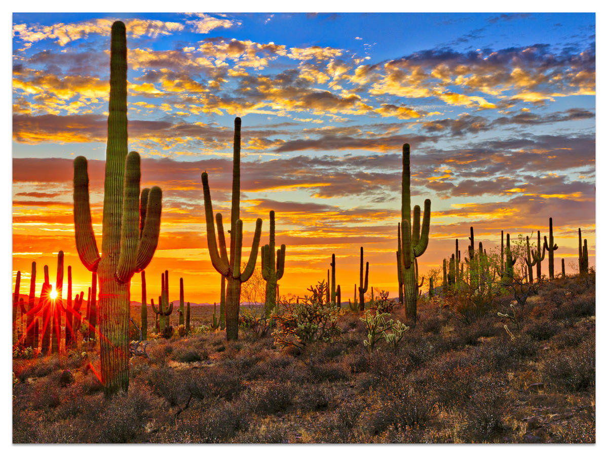 FOTOTAPETE für Wohnzimmer Wüsten Sonnenuntergang Kaktus Pflanzen 250x175 - Gelb/Beige, Papier (250/175cm) - Muralo