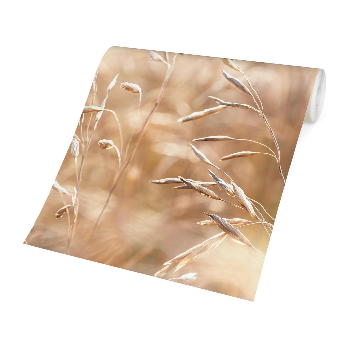 FOTOTAPETE Gräser im Sonnenschein 288/288 cm - Eichefarben, Papier (288/288cm) - Bilderwelten
