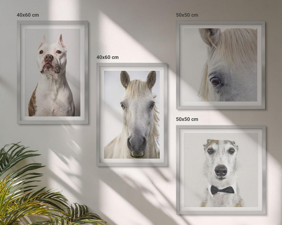 WANDBILDER 4er Set - 50x50 cm & 40x60 cm Silberner Rahmen - Elegante Porträts von Hunden und Pferden - Silberfarben, Kunststoff (50/50cm) - ArtPrintCave