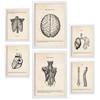 POSTER Set Mit 6 Anatomie Gehirn, Muskeln, Knochen Größe A3 & A4 Weißer Rahmen - Weiß, Papier (29.7/1cm) - Nacnic