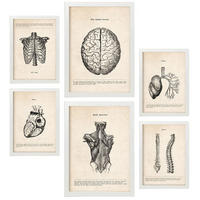 POSTER Set Mit 6 Anatomie Gehirn, Muskeln, Knochen Größe A3 & A4 Weißer Rahmen - Weiß, Papier (29.7/1cm) - Nacnic