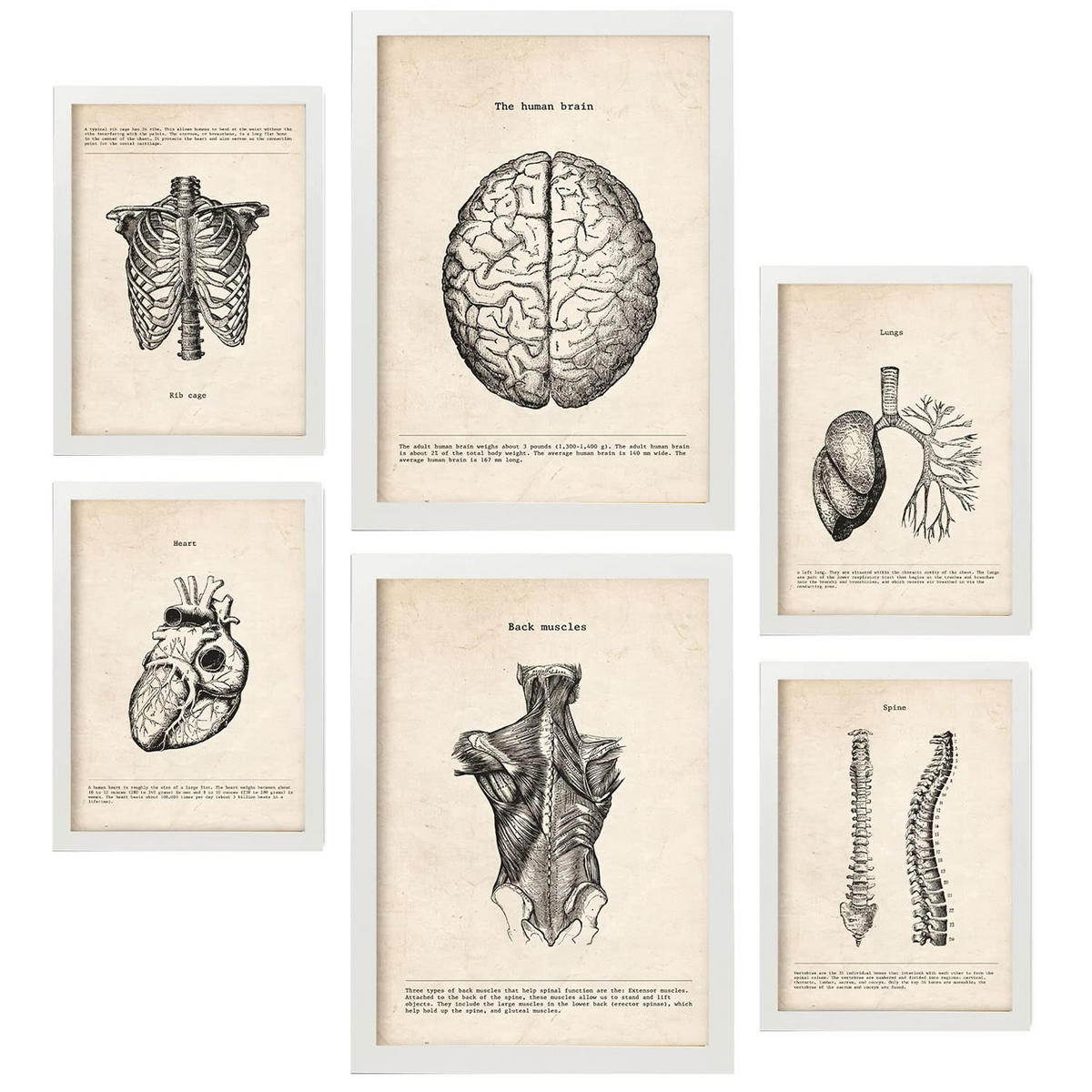 POSTER Set Mit 6 Anatomie Gehirn, Muskeln, Knochen Größe A3 & A4 Weißer Rahmen - Weiß, Papier (29.7/1cm) - Nacnic