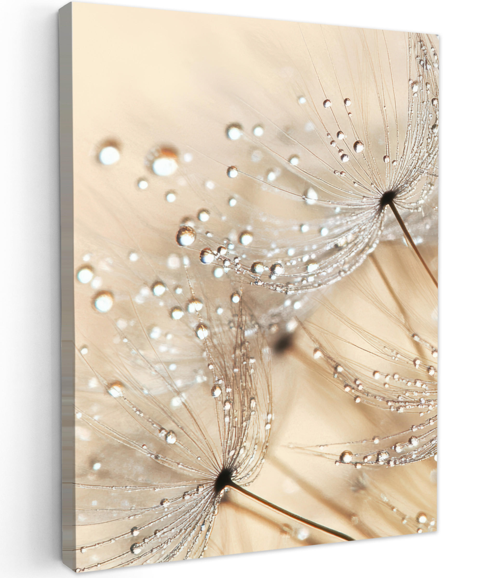 LEINWANDBILD Löwenzahn - Abstrakt - Natur - Beige 30x40 cm - Braun, Textil (30/40cm) - MuchoWow