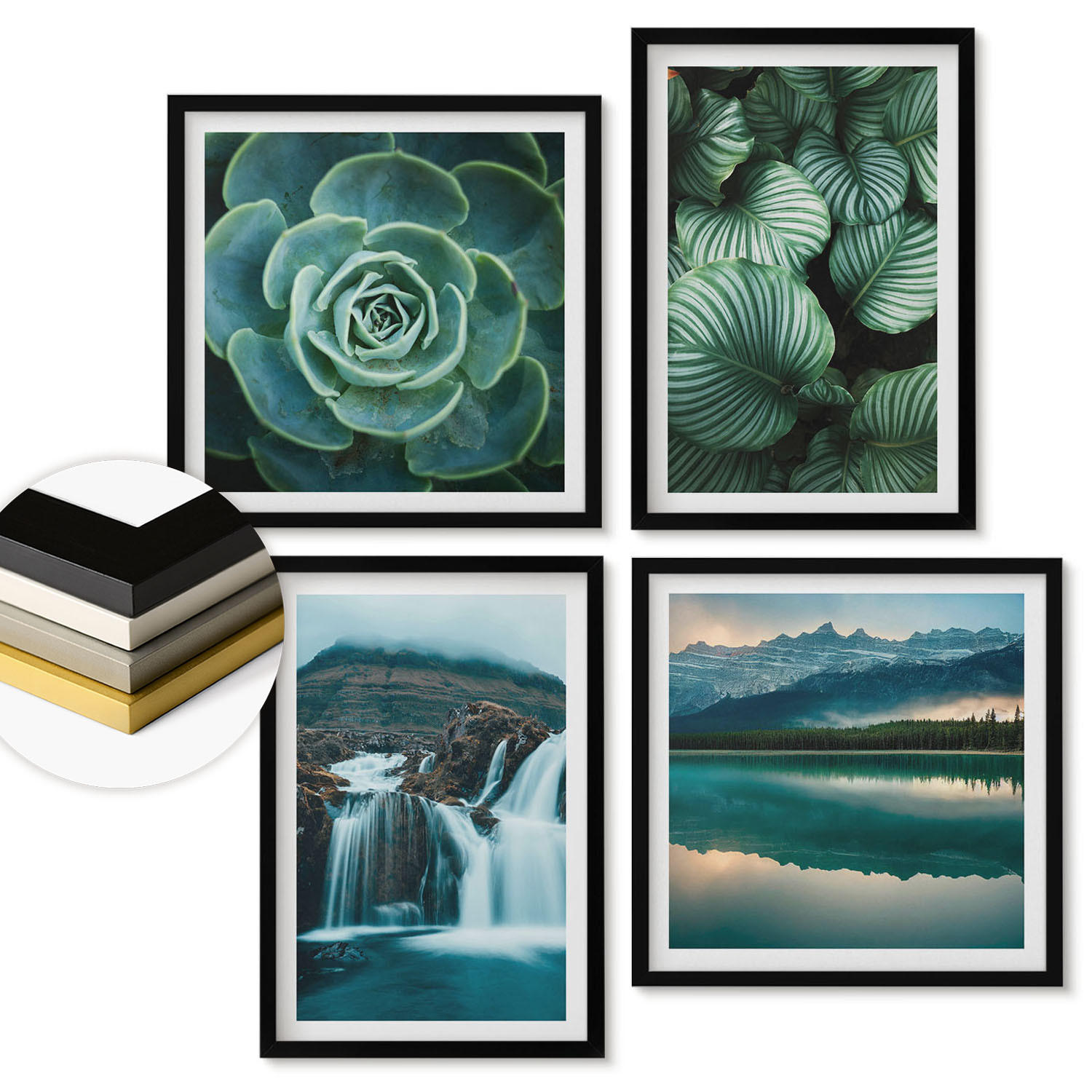 WANDBILDER 4er-Set - 50x50 cm & 40x60 cm Schwarzer Rahmen - Nahaufnahmen von Blättern sukkulenter Pflanzen - Schwarz, Kunststoff (50/50cm) - ArtPrintCave
