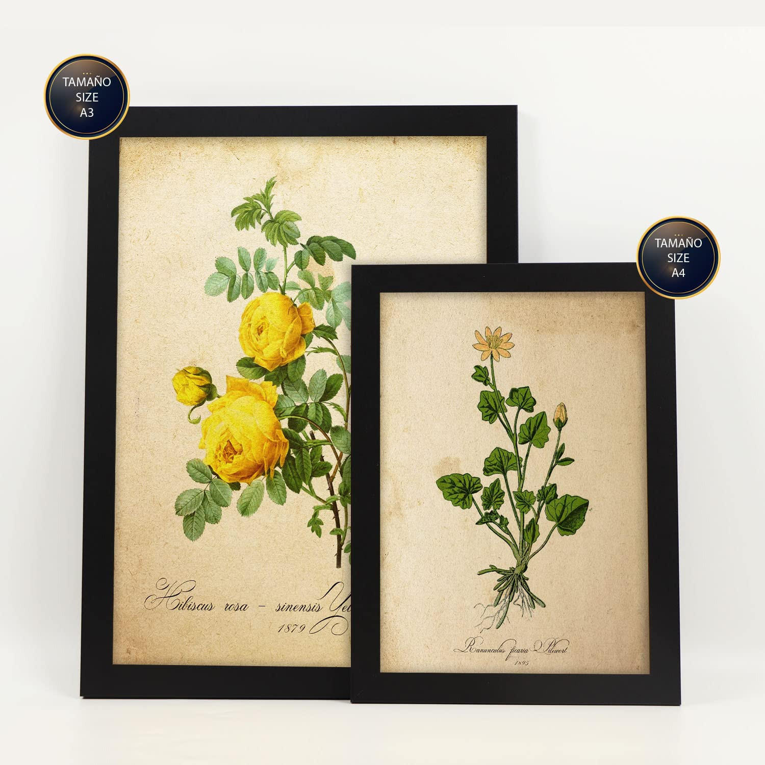 POSTER Set Mit 6 Gelbe Blumen Vollfarbige Natur Und Botanikdrucke Mit Blumenmotiven Im Vintage Papier Stil Innenarchitektur A3 & A4 Schwarzer Rahmen - Schwarz, Papier (29/3cm) - Nacnic