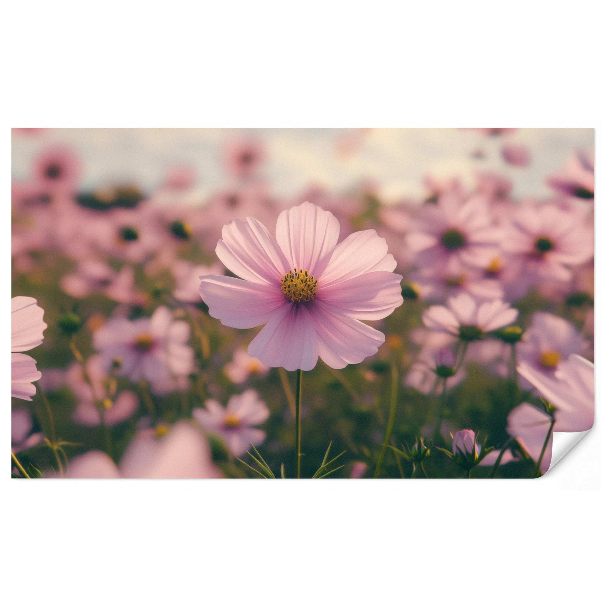 OnlyWow Tapete Rosa 400x240 cm