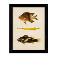 POSTER Fish – Vintage A4 Schwarzer Rahmen - Schwarz, Papier (29.7/5/21cm) - Nacnic
