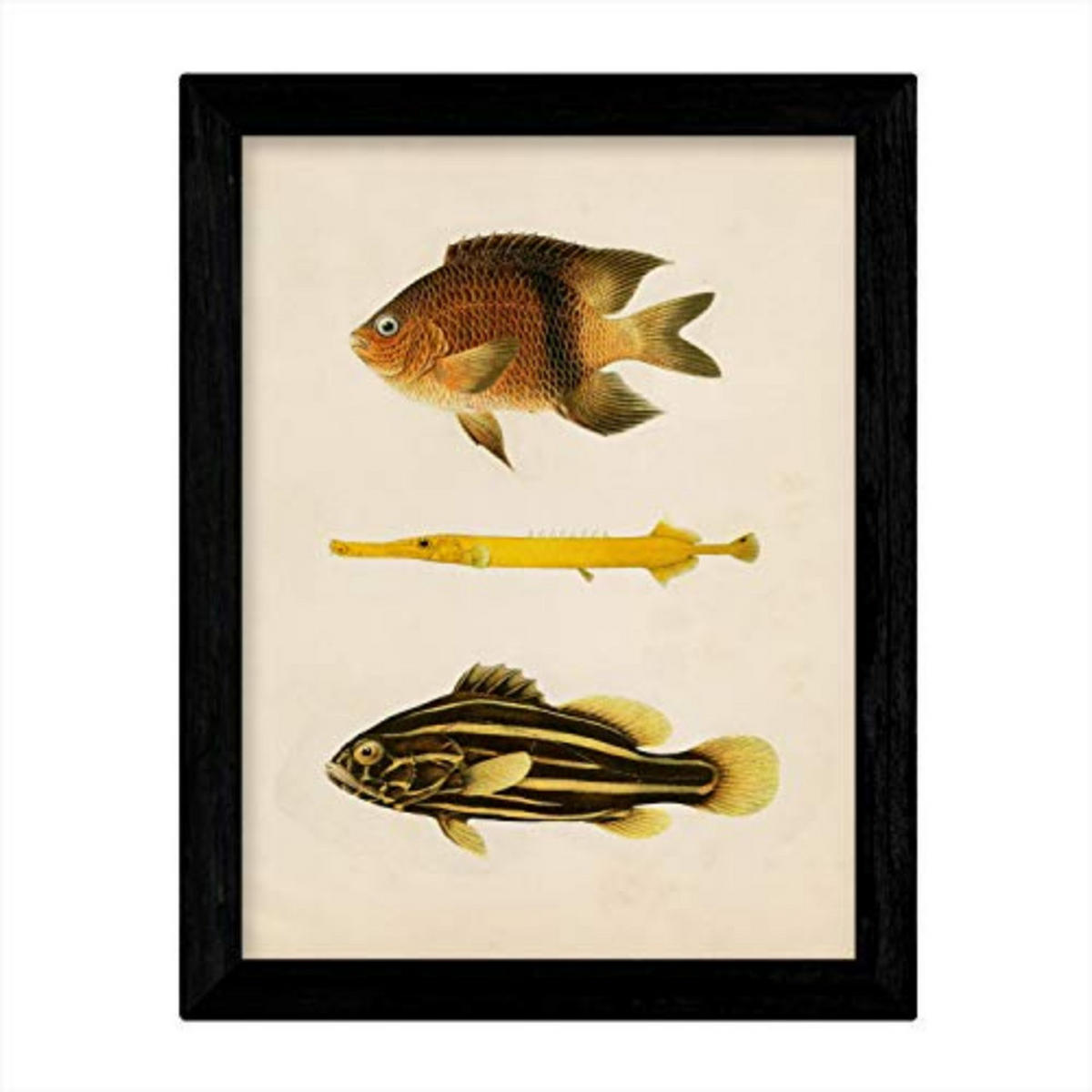 POSTER Fish – Vintage A4 Schwarzer Rahmen - Schwarz, Papier (29.7/5/21cm) - Nacnic