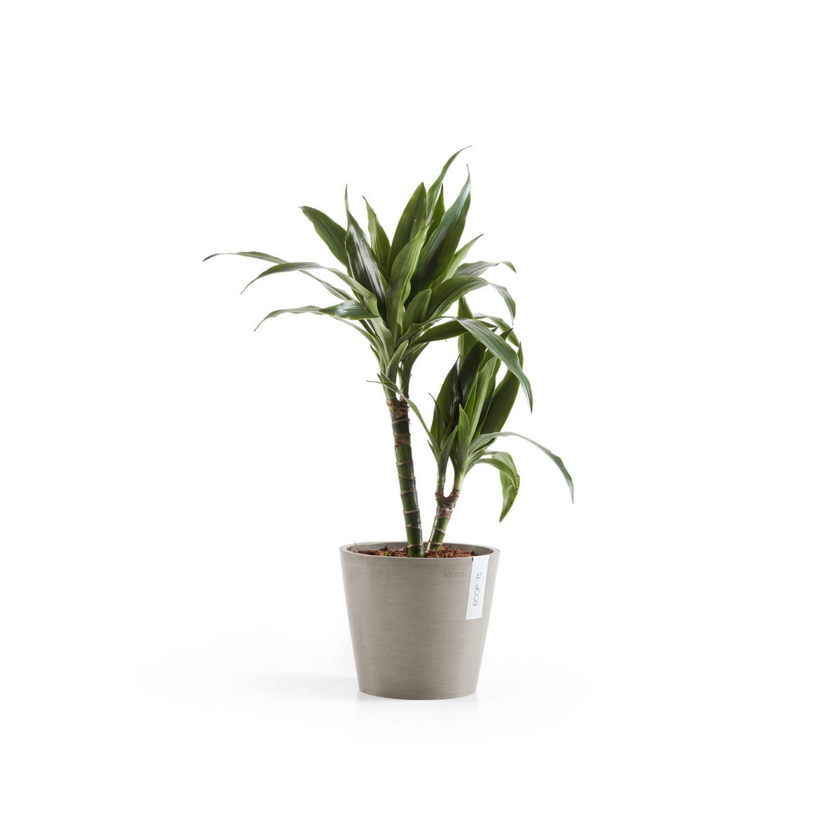 BLUMENTOPF Amsterdam 20/17,1 cm Taupe - Taupe, Kunststoff (20/17.1cm) - Ecopots