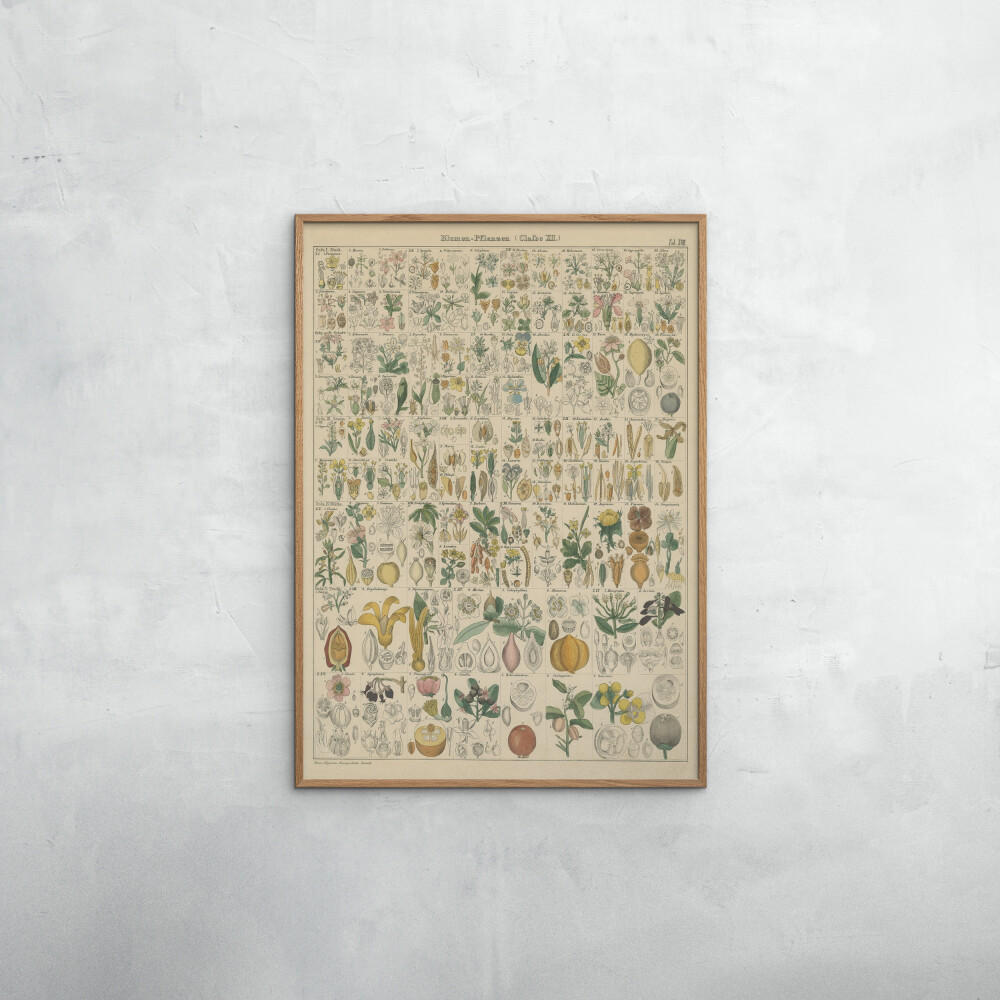POSTER mit Rahmen Wild Apple - Flora Chart I - Eichefarben/Grün, Holz/Papier (70/100cm) - Poster&Frame