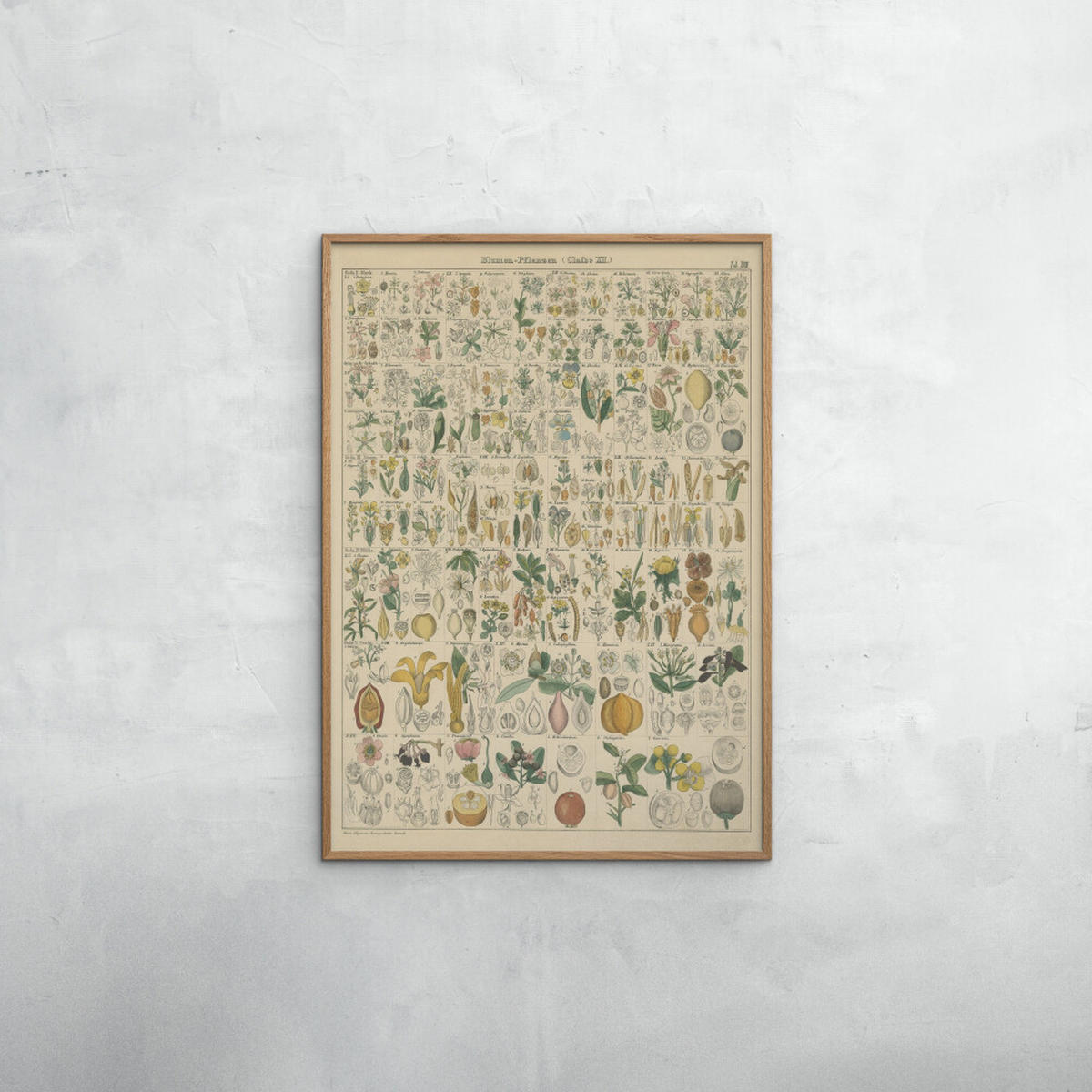 POSTER mit Rahmen Wild Apple - Flora Chart I - Eichefarben/Grün, Holz/Papier (70/100cm) - Poster&Frame