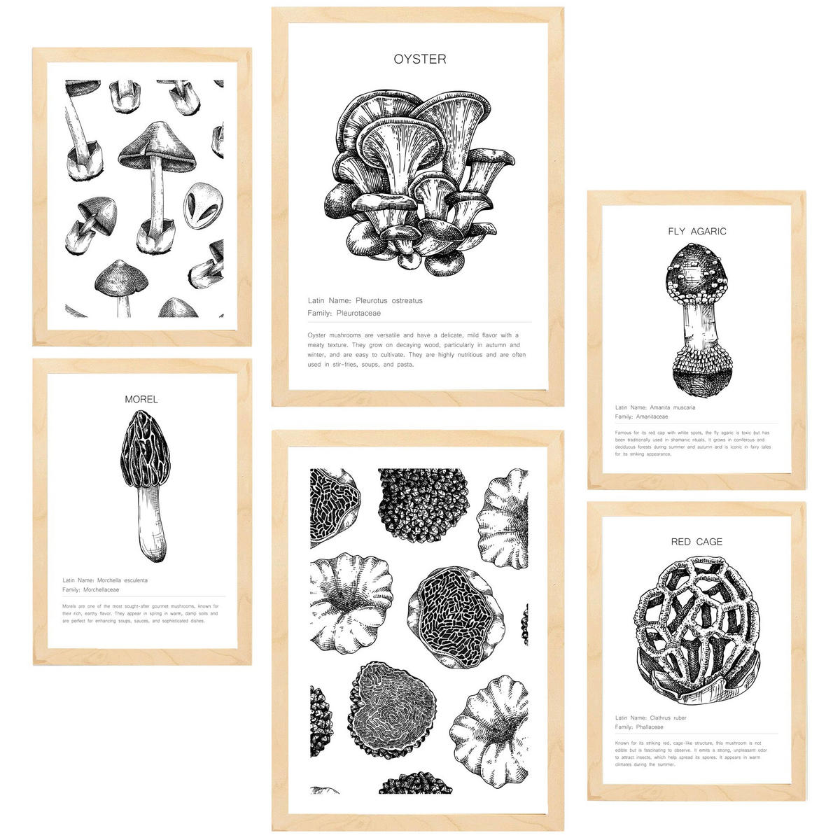 POSTER Set Mit 6 Pilzkomposition A3 & A4 Rahmen Aus Hellem Holz - Beige, Papier (29/3cm) - Nacnic