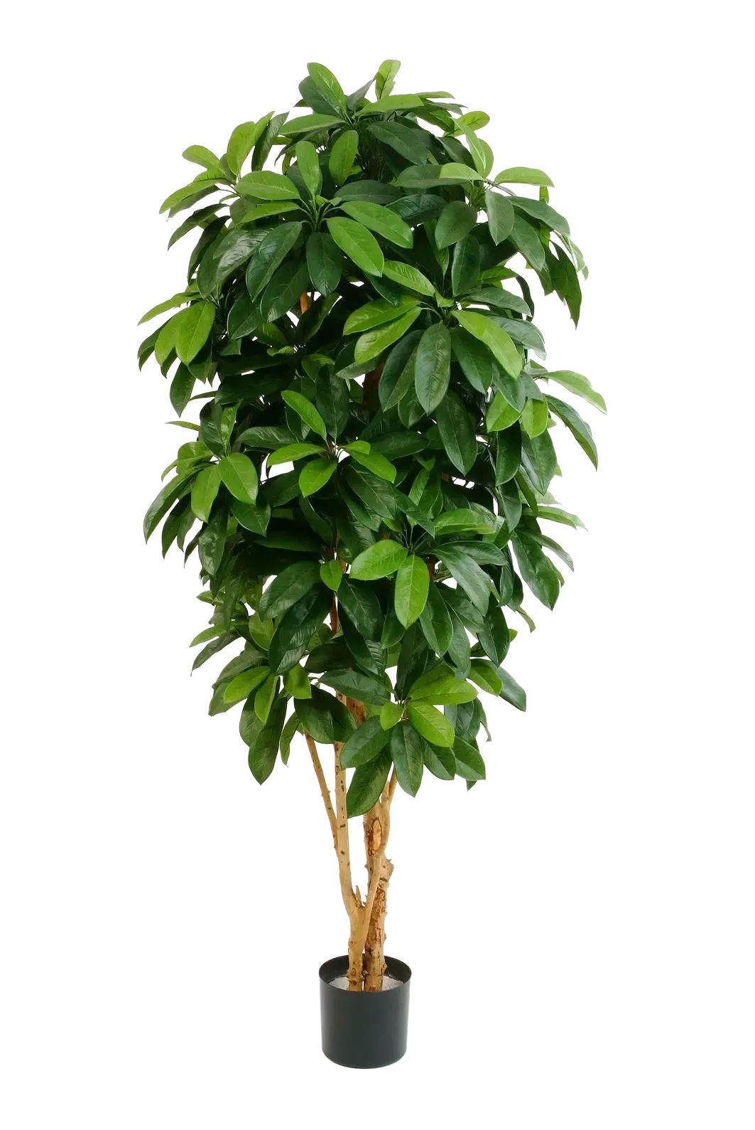 KUNSTBAUM Künstliche Schefflera - Ove 172 cm - Grün, Kunststoff (172cm) - aplanta