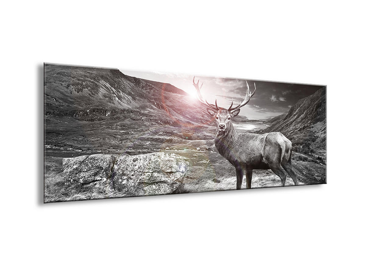 GLASBILD 80x30 cm Hirsch Schwarz Weiß - Anthrazit, Glas (80/30cm) - artissimo