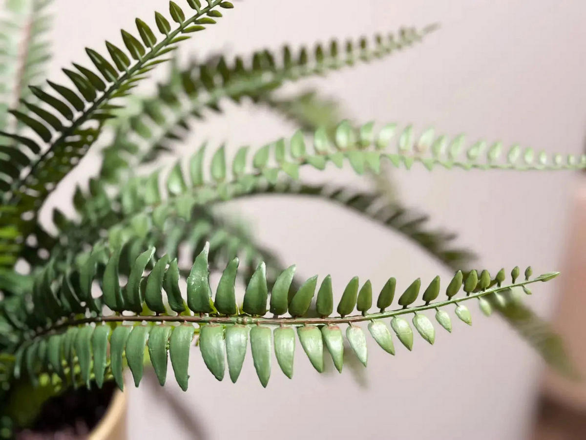 KUNSTPFLANZE Künstlicher Farn - Isaac 58 cm - Grün, Kunststoff (58cm) - Emerald