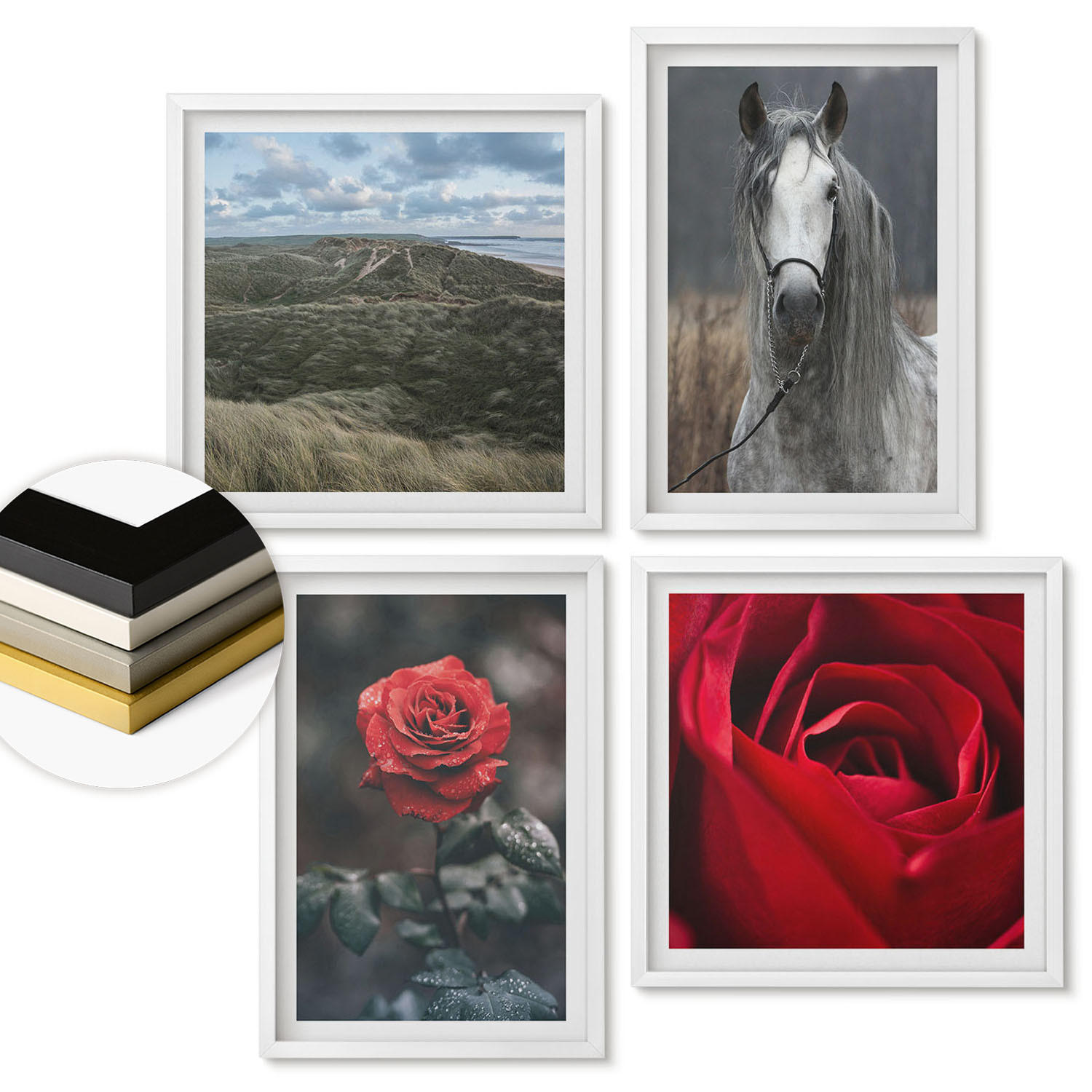 WANDBILDER 4er-Set - 50x50 cm & 40x60 cm Weißer Rahmen - Rote Rosen auf pferdegrauem Hintergrund - Weiß, Kunststoff (50/50cm) - ArtPrintCave