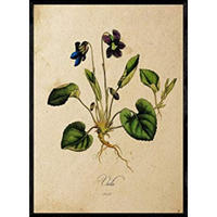 POSTER Viola. A4 Rahmenlos - Klar, Papier (29.7/5/21cm) - Nacnic