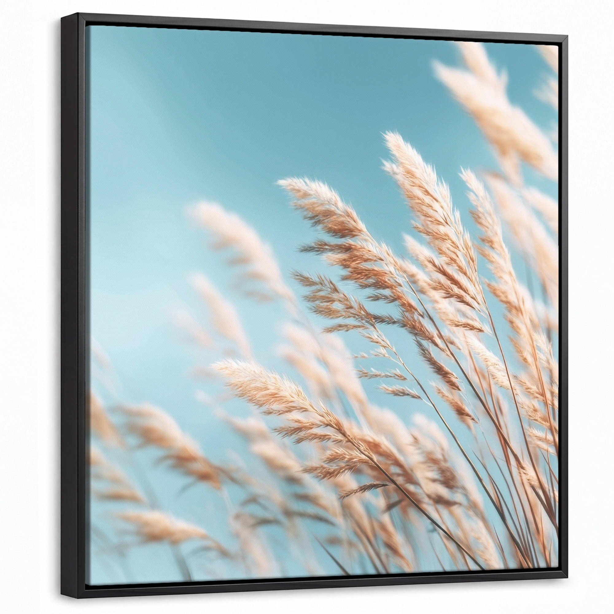 LEINWAND Bilder mit Rahmen - Ziergras - Wind - Hellbraun - 50x50 - Hellblau, Textil (50/50cm) - MuchoWow