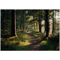 FOTOTAPETE Wald Bäume Grün 250x175 cm - Multicolor, Papier (250/175cm) - Wallarena