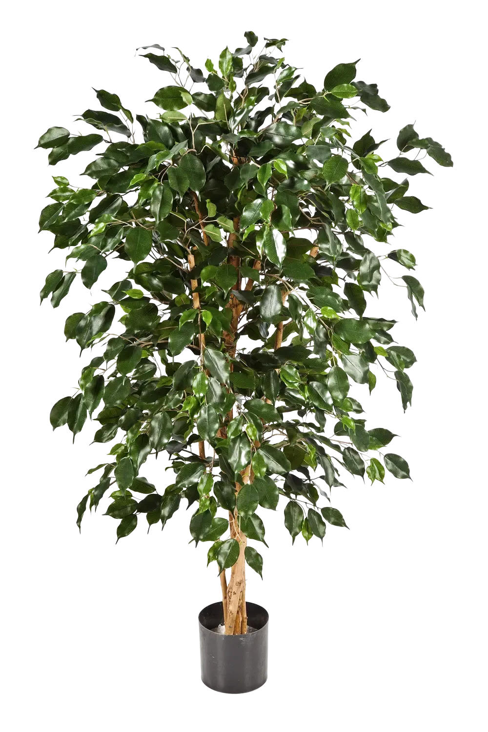 KUNSTBAUM Künstlicher Chinesischer Ficus - Ioannis 210 cm - Grün, Kunststoff (210cm) - aplanta