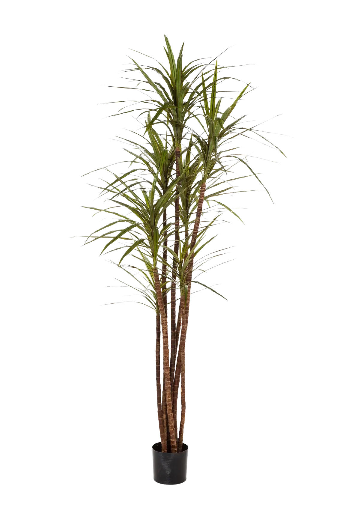 KUNSTBAUM Künstlicher Drachenbaum - Noa 180 cm - Multicolor, Kunststoff (180cm) - aplanta