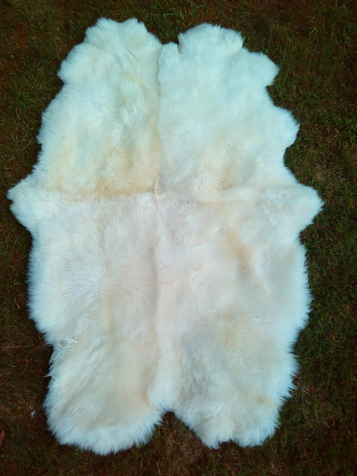 SCHAFFELL Teppich Läufer Naturweiß ca. 180x110 cm vernäht - Weiß, Fell (110/180cm) - Provellus