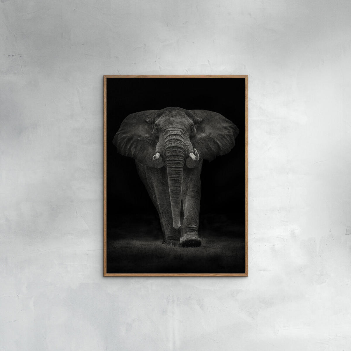 POSTER Mario Moreno - Ngorongoro Bull - Dunkelgrau, Papier (30/40/0.1cm) - Poster&Frame