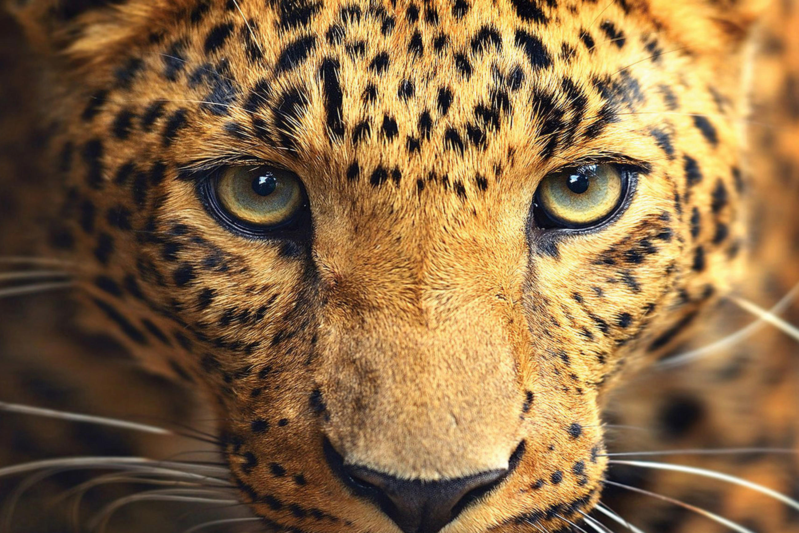 leoparden Gesicht von vorne
