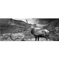 GLASBILD 80x30 cm Hirsch Schwarz Weiß - Anthrazit, Glas (80/30cm) - artissimo