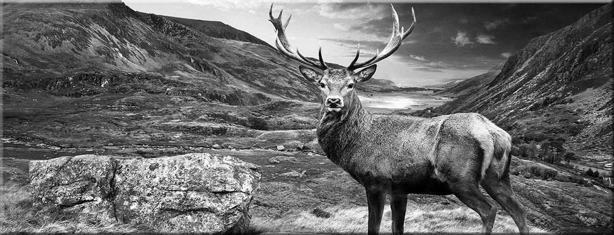 GLASBILD 80x30 cm Hirsch Schwarz Weiß - Anthrazit, Glas (80/30cm) - artissimo