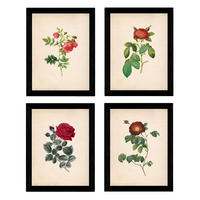 POSTER Set mit 4 Botanischen Stils Rosenkranz Papier A3 Rahmenlos - Klar, Papier (29.7/3cm) - Nacnic