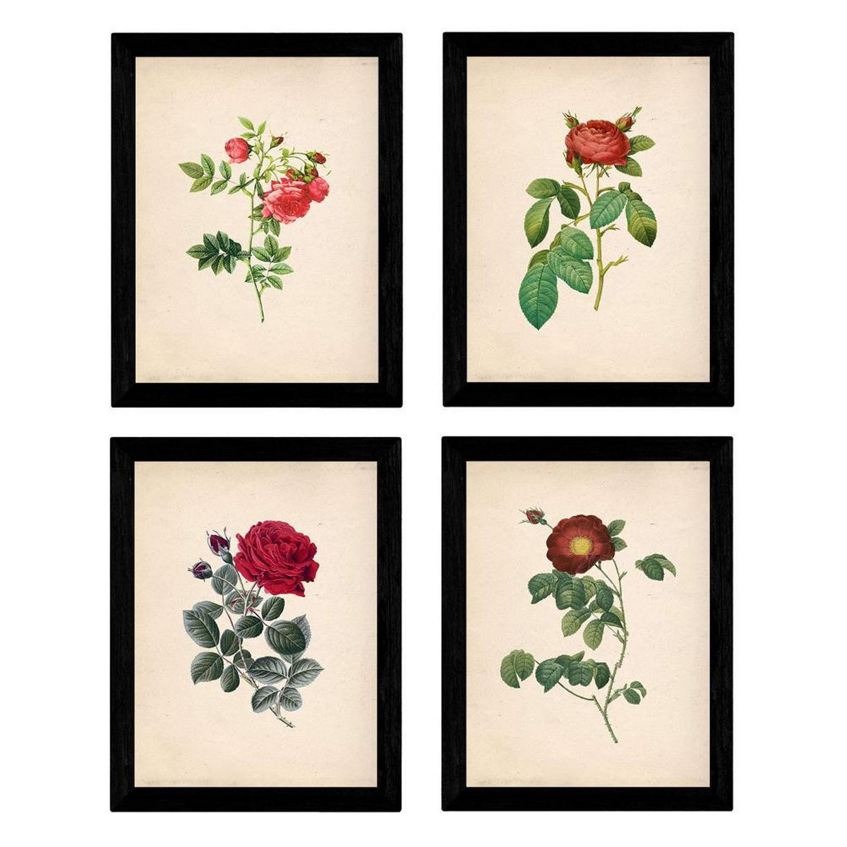 POSTER Set mit 4 Botanischen Stils Rosenkranz Papier A3 Rahmenlos - Klar, Papier (29.7/3cm) - Nacnic