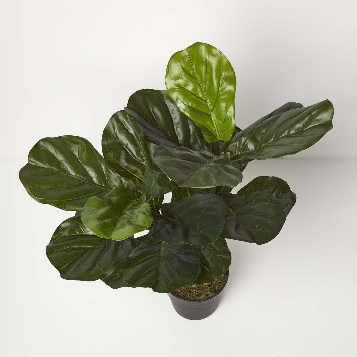 KUNSTPFLANZE Geigenfeige, 75 cm - Grün, Kunststoff (75cm) - Homescapes