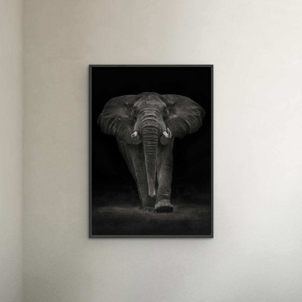 POSTER mit Rahmen Mario Moreno - Ngorongoro Bull - Dunkelgrau/Schwarz, Holz/Papier (70/100cm) - Poster&Frame